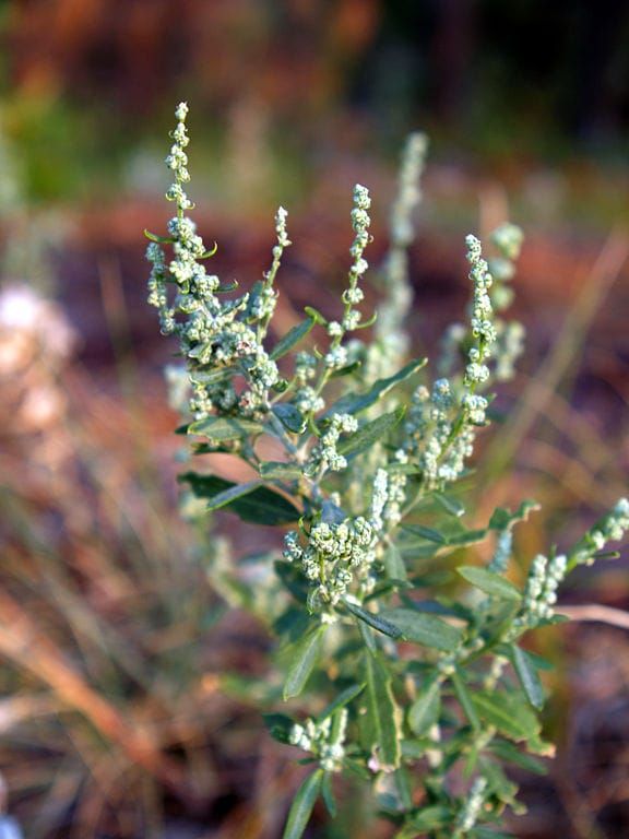 henopodium berlandieri en el Parque Nacional Wind Cave, Dakota del Sur, EE. UU.