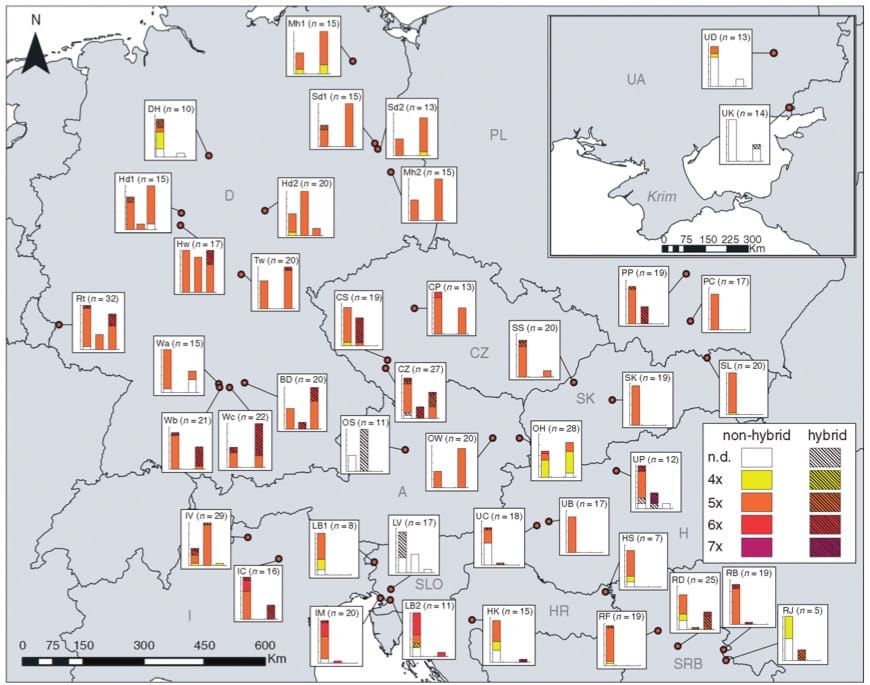 Distribution des cytotypes et des hybrides de la sous-sect. Caninae et Rubigineae dans la zone d'étude.