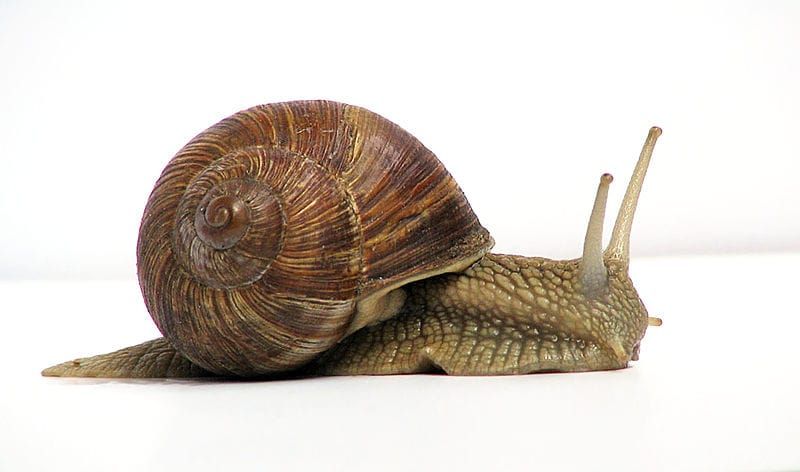 Un caracol