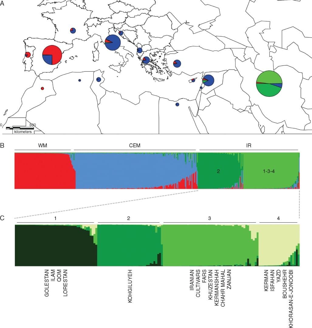 Répartition géographique des différents pools de gènes détectés à travers la Méditerranée et l'Iran à l'aide du logiciel Structure