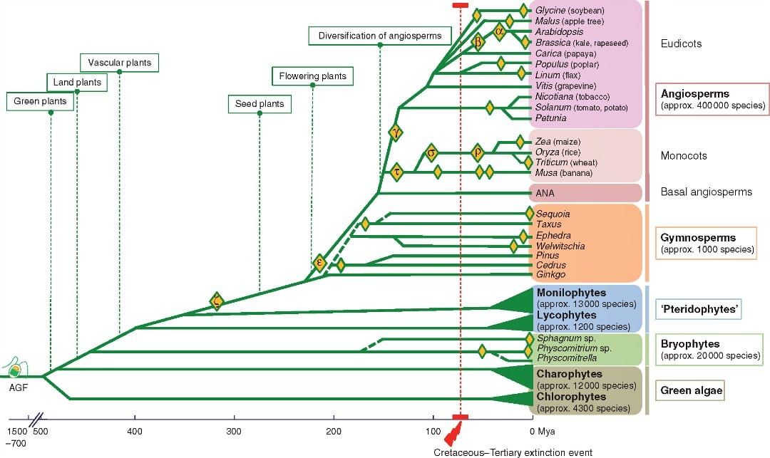 Simplified phylogeny of the green plant lineage focusing on the occurrence of WGD (whole-genome duplication) events