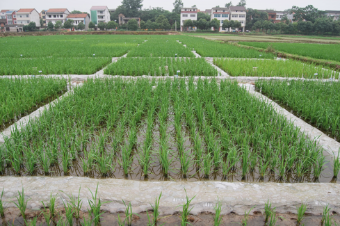 Diferentes tipos de respuestas de los cultivadores de arroz al nitrógeno