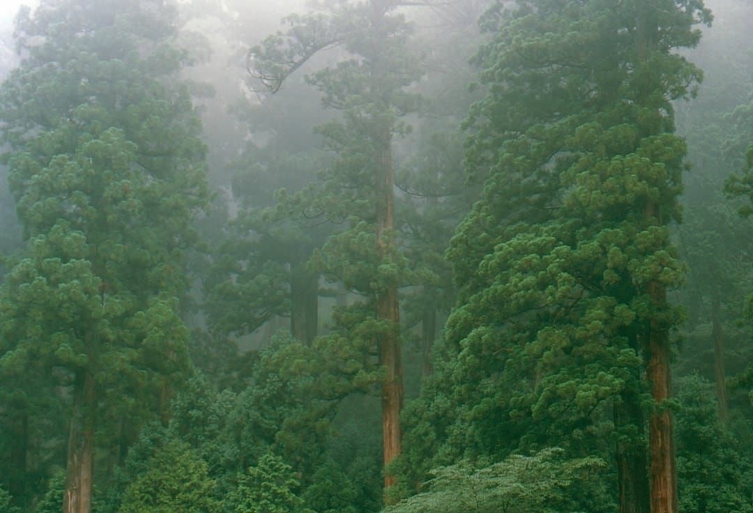 Cryptomeria japonica