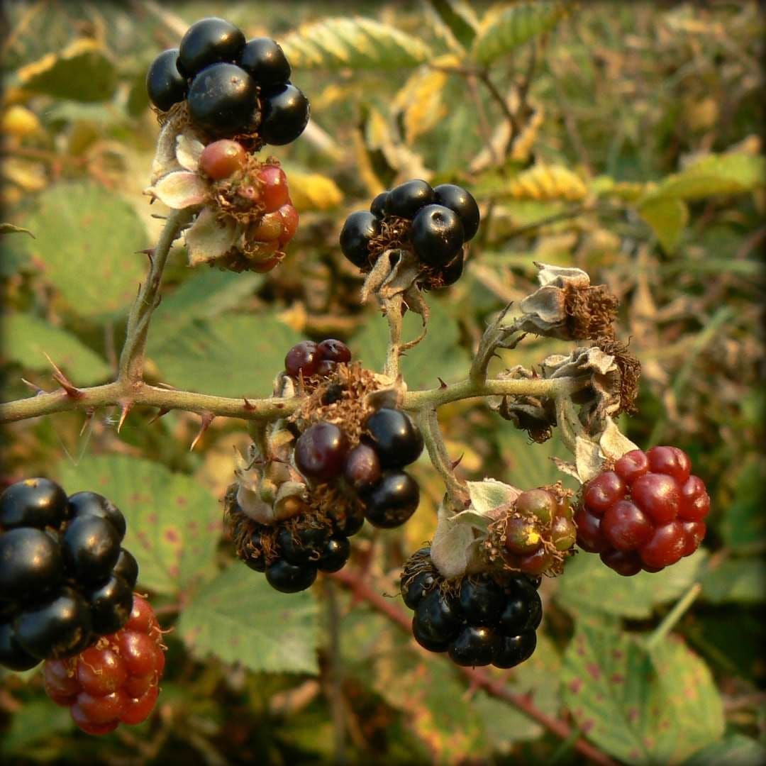 Rubus Untergattung Rubus