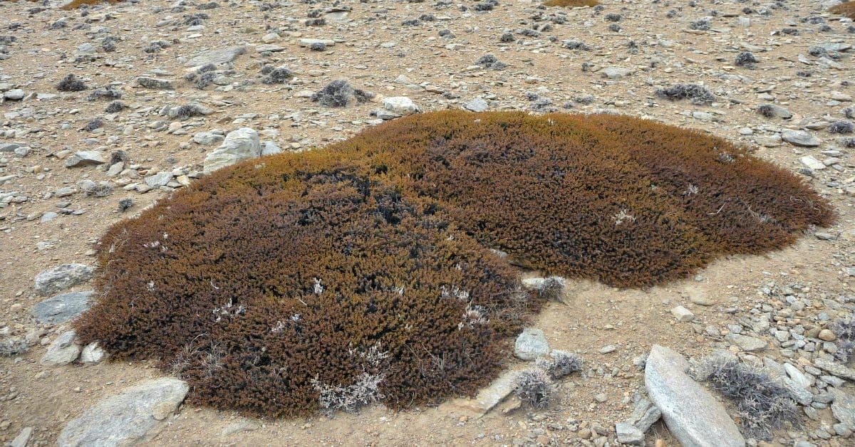 caragana versicolor