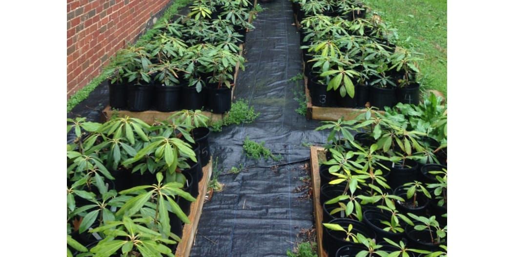 La plasticidad a nivel de la población impulsa la variación de los rasgos de las plantas a lo largo de la elevación