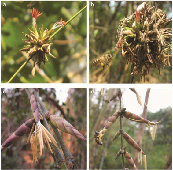 Système d'élevage et pollinisation de deux espèces de bambou apparentées