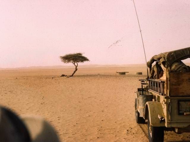 Arbre du Ténéré en 1961.