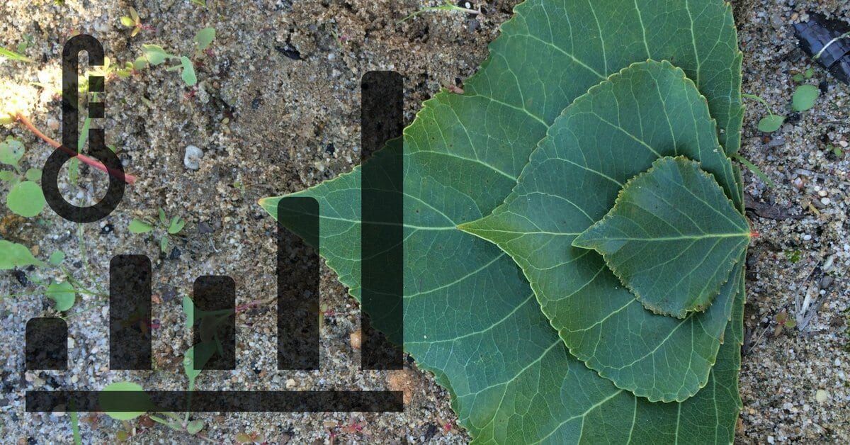 Bioenergie und Klimawandel