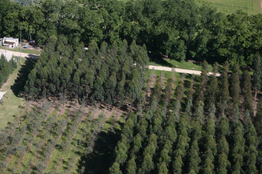 Eucalyptus