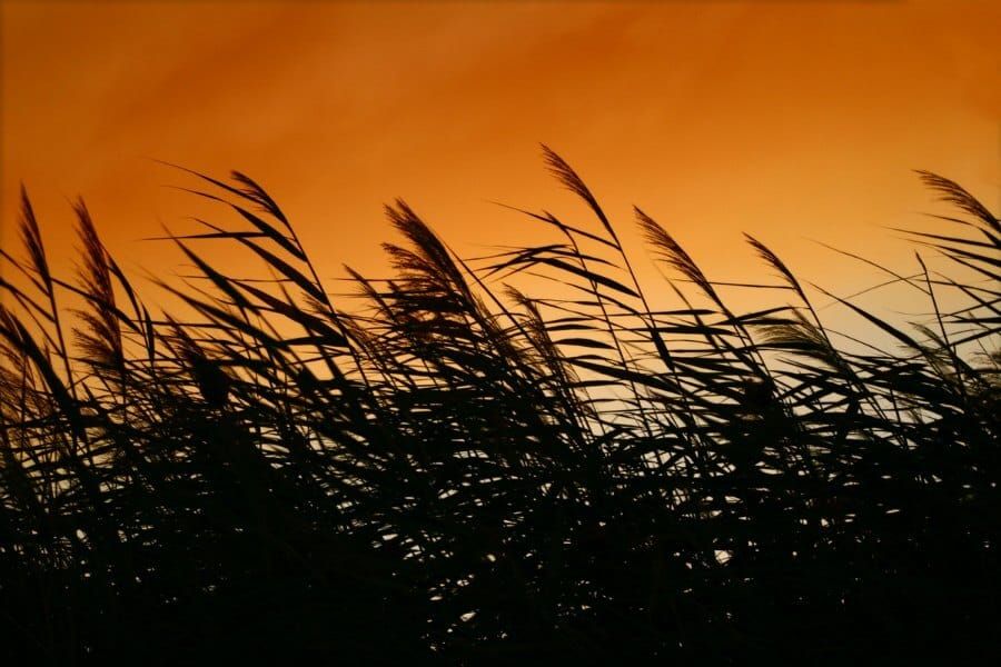 Miscanthus under the sun