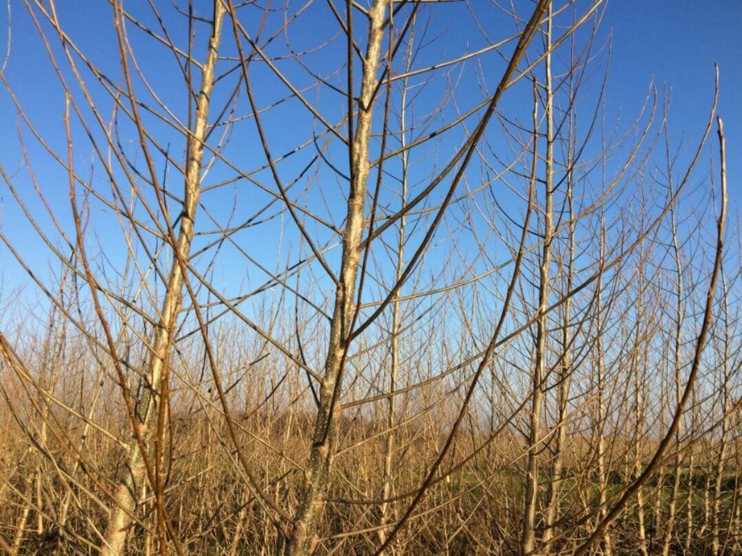 Spindeliges, leicht zu hackendes Holz.