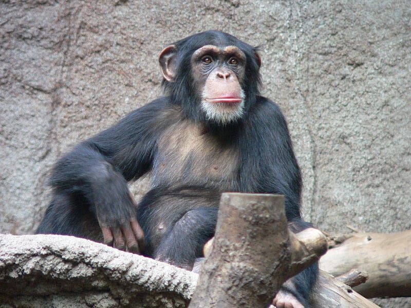 Cacao, chimpancés y el valor reconstituyente del estiércol de gorila...