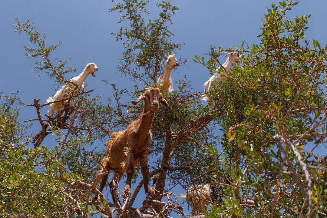 Cabras en un árbol de argán
