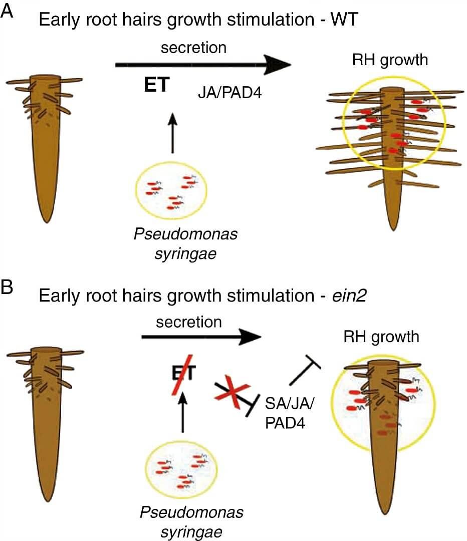 Model of stimulation of root hair growth by Psm/Pst and role of four phytohormonal/immunity sectors in this model.