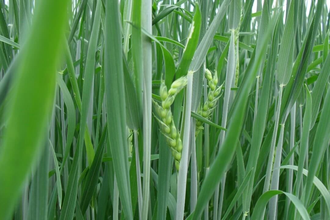 Wheat