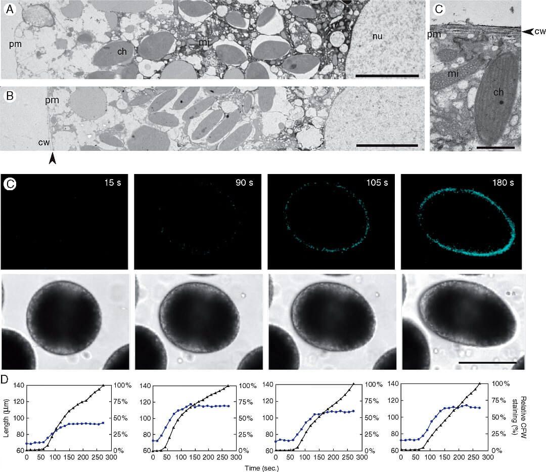 Images TEM d'œufs de Dictyota dichotoma avant et après fécondation.