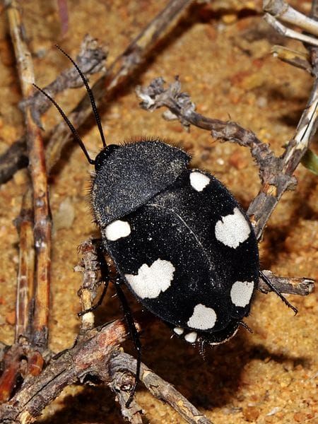 From cocks and hens * to cockroaches (and elephants…)