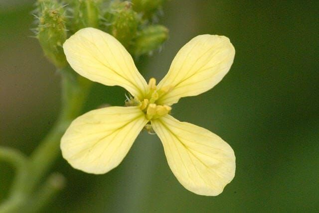Raphanus raphanistrum
