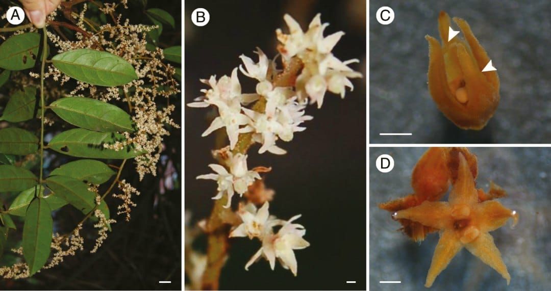 Inflorescence et fleurs matures d'une espèce représentative d'Ophiocaryon