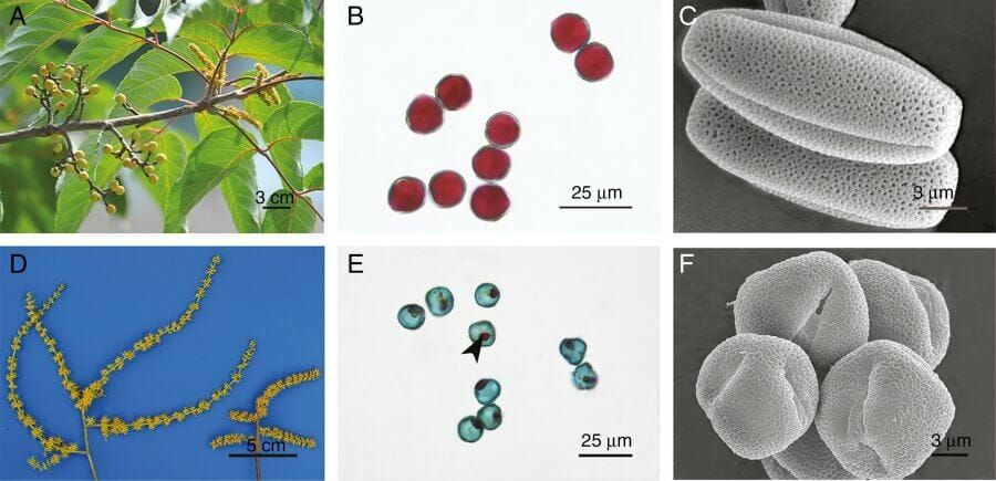 Comparison of the phenotype and fertility between male flowers and hermaphrodites.