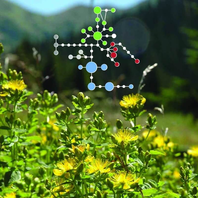 An abstract image of molecular data in plants