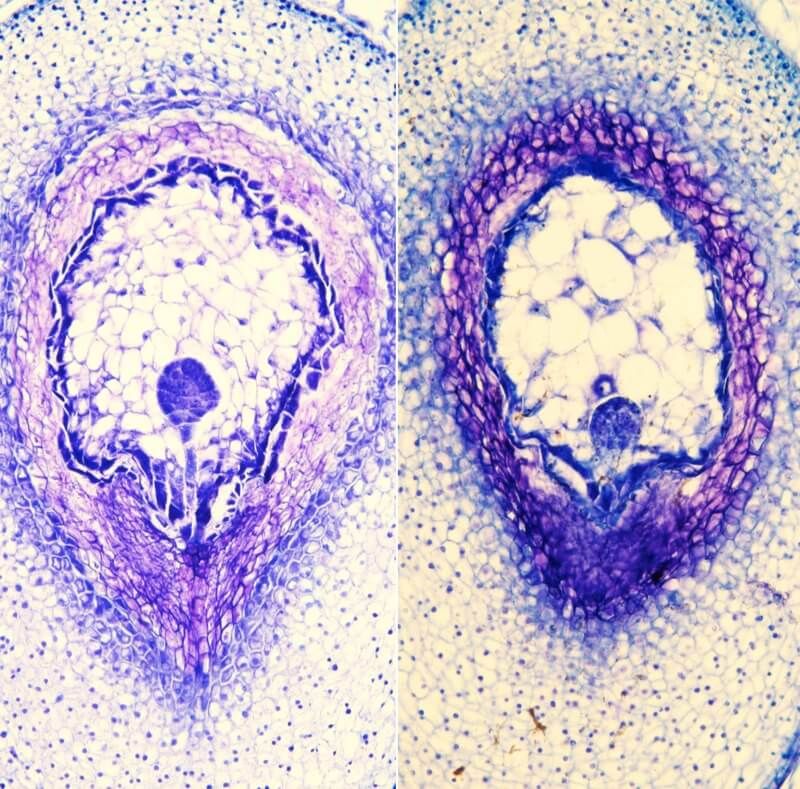 Coupes histologiques de tomate sauvage