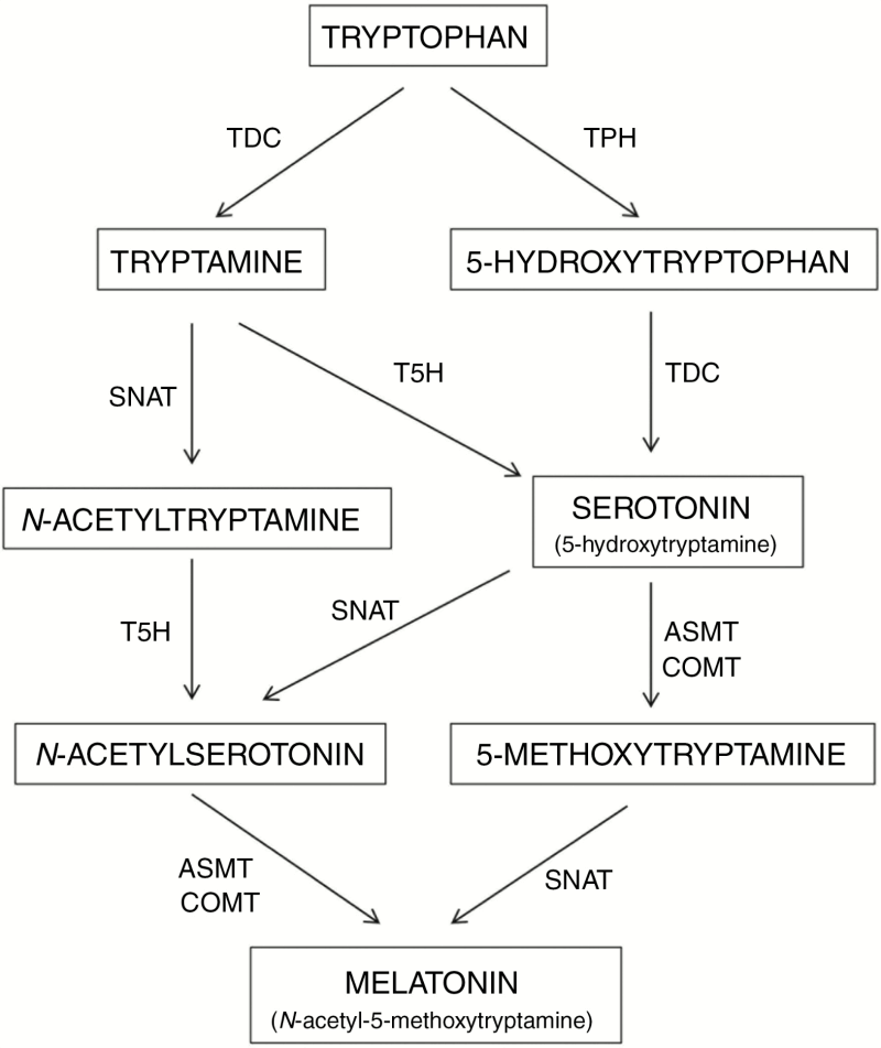 Biosynthetic pathway of melatonin in plants.
