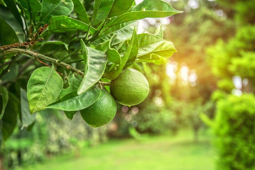 Lime tree