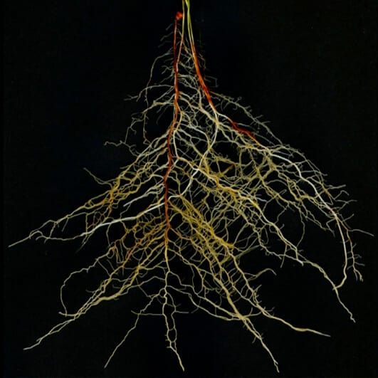 sistema radicular de sorgo