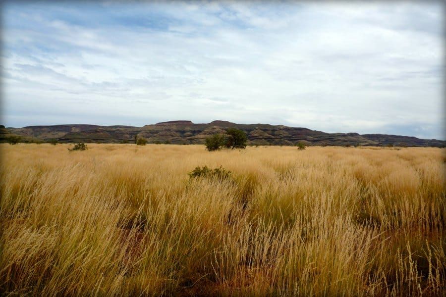 Arid grassland
