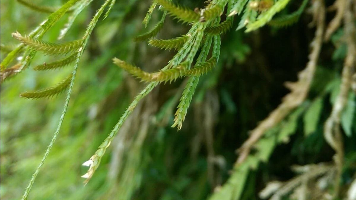 Selaginella