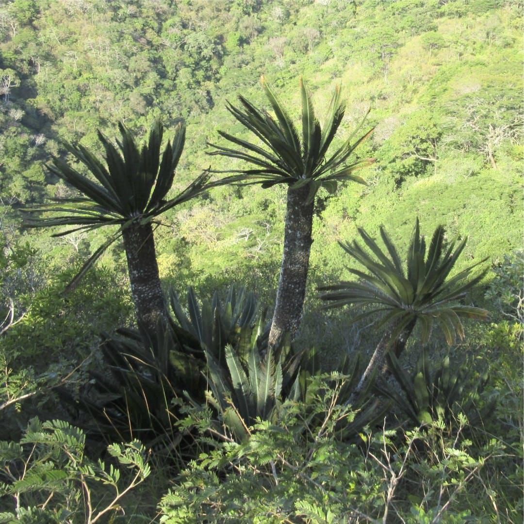 Dioon