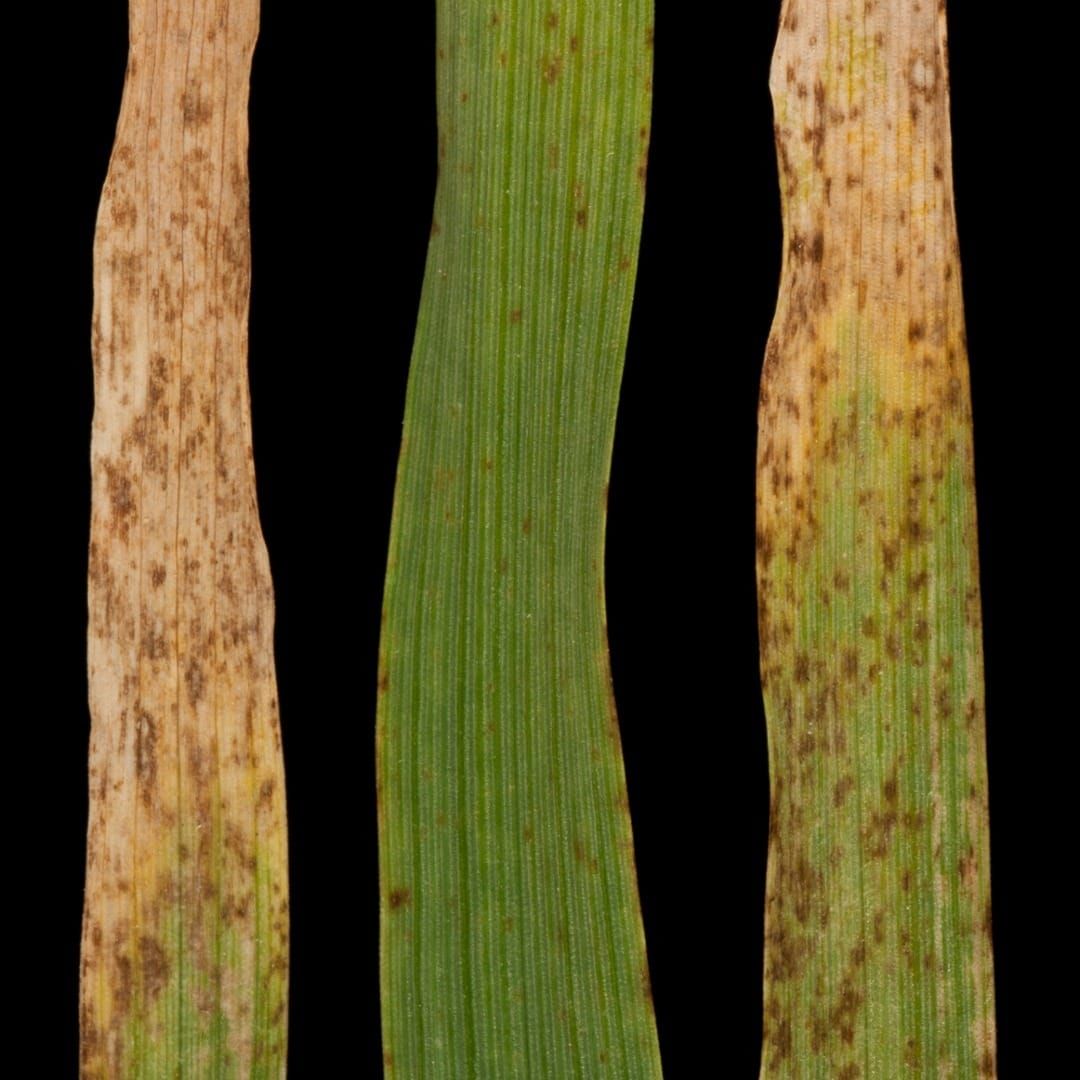 Typical disease symptoms on Braemar (i), Power (ii) and Golden Promise (iii) 21 days post-inoculation.