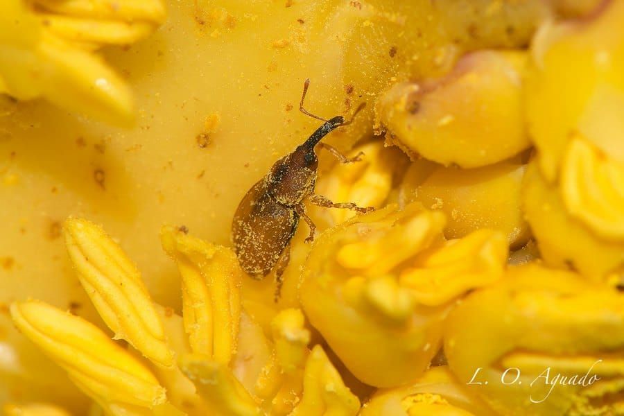 Image of Derelomus chamaeropsis adult on male inflorescence.