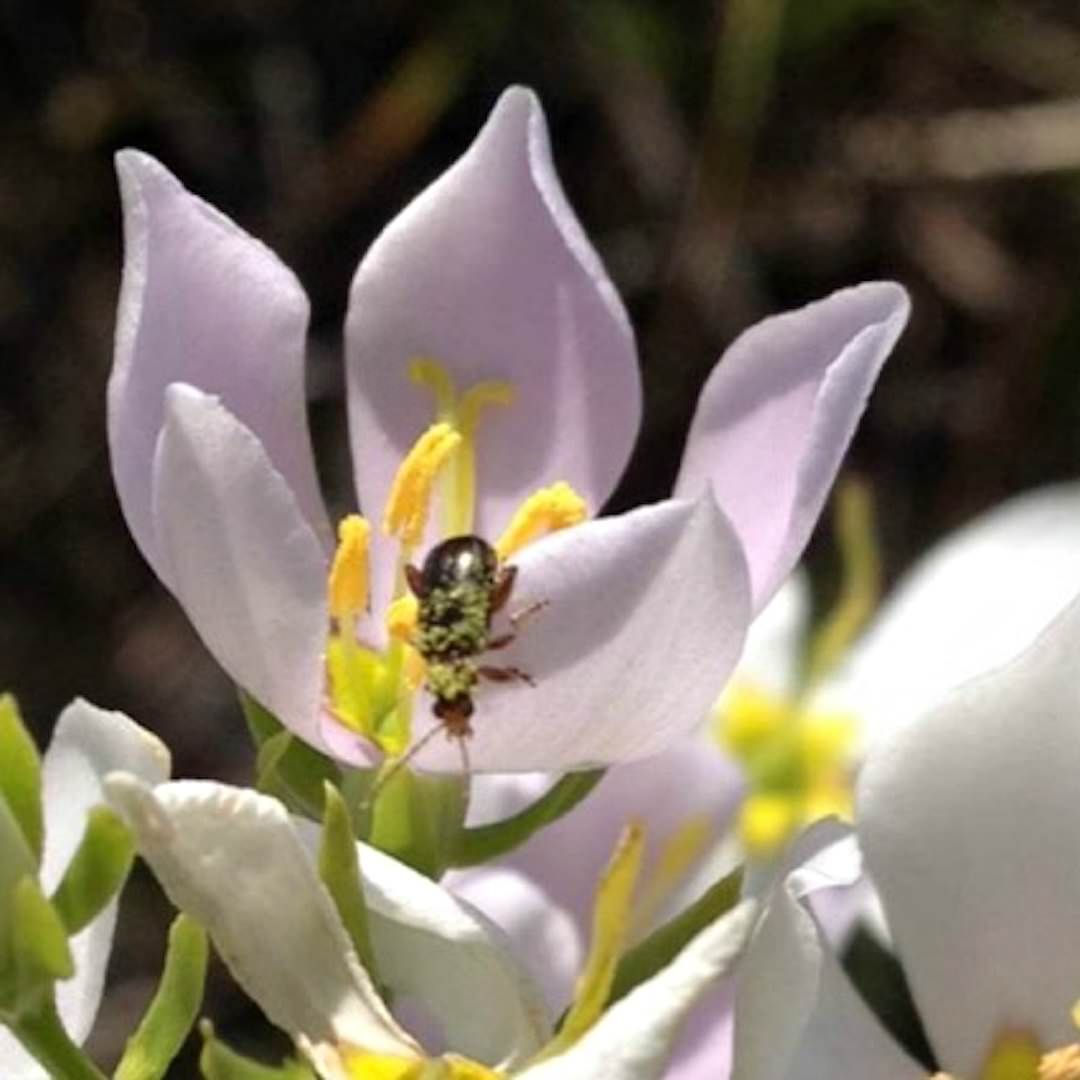 Pollination