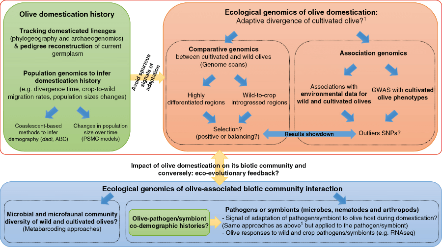 Methodological framework to address major questions on the impact of domestication on the evolution of olive and its associat