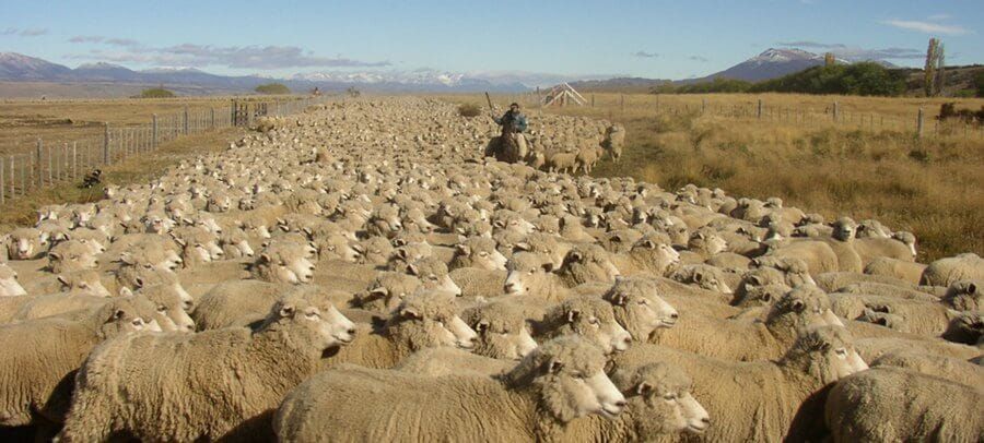 mouton
