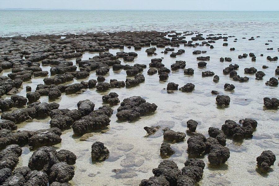 Estromatólitos crescendo em Hamelin Pool Marine Nature Reserve, Shark Bay na Austrália Ocidental