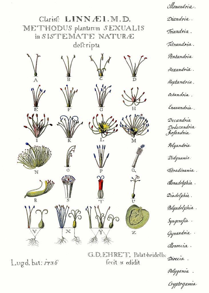 Le panneau « Methodus Plantarum Sexualis in sistemate naturae descripta » (Leyde 1736) images selon Linnés sexual sy