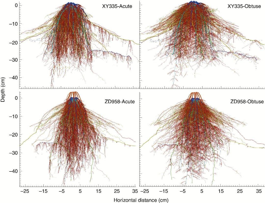 Los modelos de arquitectura del sistema radicular tridimensional reconstruido para plantas de maíz individuales en la etapa de llenado de grano.