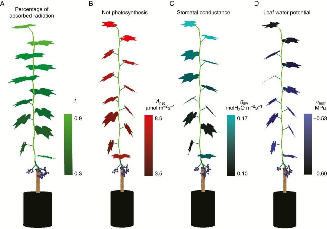 Illustration du pourcentage simulé de rayonnement absorbé (A), de la photosynthèse nette (B), de la conductance stomatique (C) et de la feuille