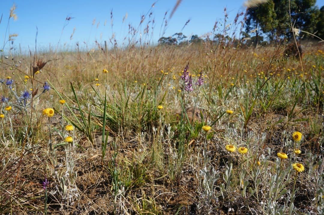 Wild flowers