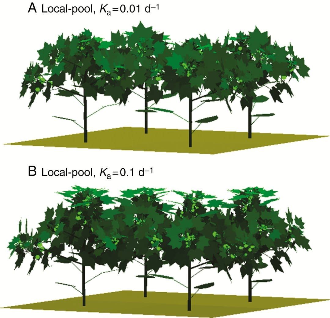 Visualización de una parcela de algodón simulada utilizando el modelo de piscina local