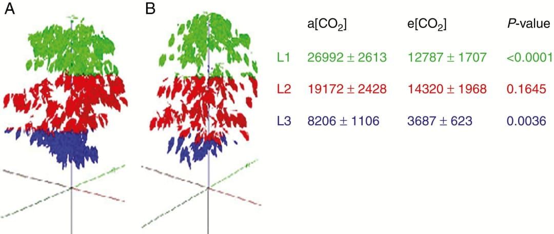 Rekonstruktionen von unter erhöhten (e[CO2], in A) und aktuellen (a[CO2], in B) kultivierten Arabica-Kaffeepflanzen