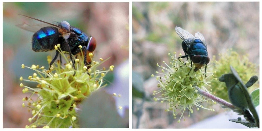 Insektenbestäuber von Anogeissus sericea var. Nummaria.