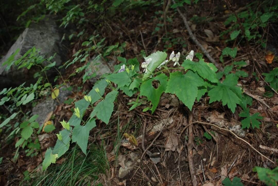 Una foto de Aconitum austrokoreense