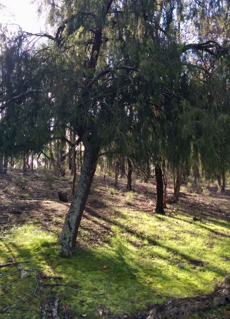 Relaciones de rareza y adquisición de nutrientes antes y después de la quema prescrita en un bosque de corteza de hierro de Australia