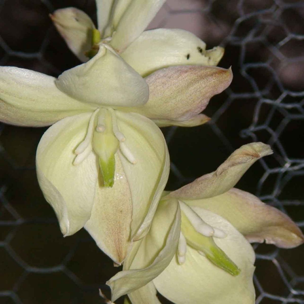Fleurs de Yucca distales réceptives