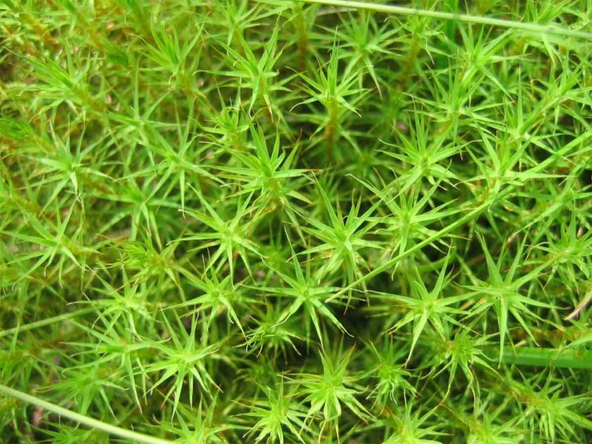 Associations entre les relations hydriques au niveau des pousses et les réponses photosynthétiques à l'eau et à la lumière chez 12 espèces de mousses